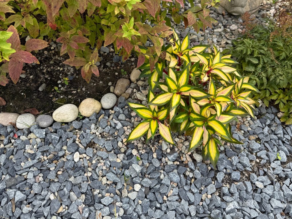 Close-up of a garden with bright yellow and green coleus plant bordered by decorative pebbles and autumn-colored shrubs.