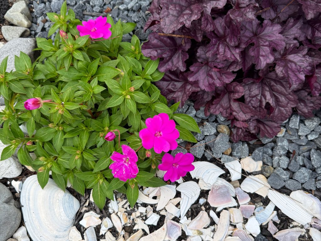 Vibrant garden detail with pink impatiens flowers, purple heuchera leaves, and a border of seashell mulch and gray stones.