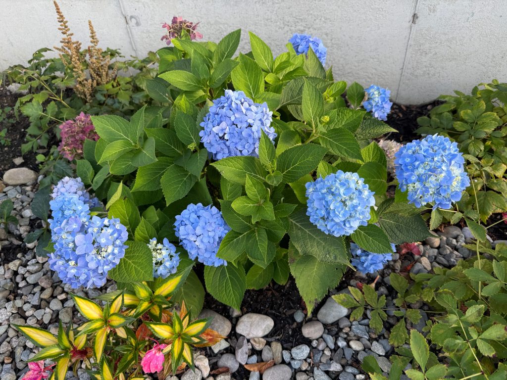 Close-up of blue hydrangea flowers in full bloom surrounded by green foliage and colorful coleus plants on a pebble-covered garden bed.