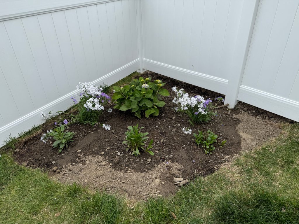 Vibrant garden corner featuring tall blue delphinium flowers and purple salvia blossoms against a white fence.