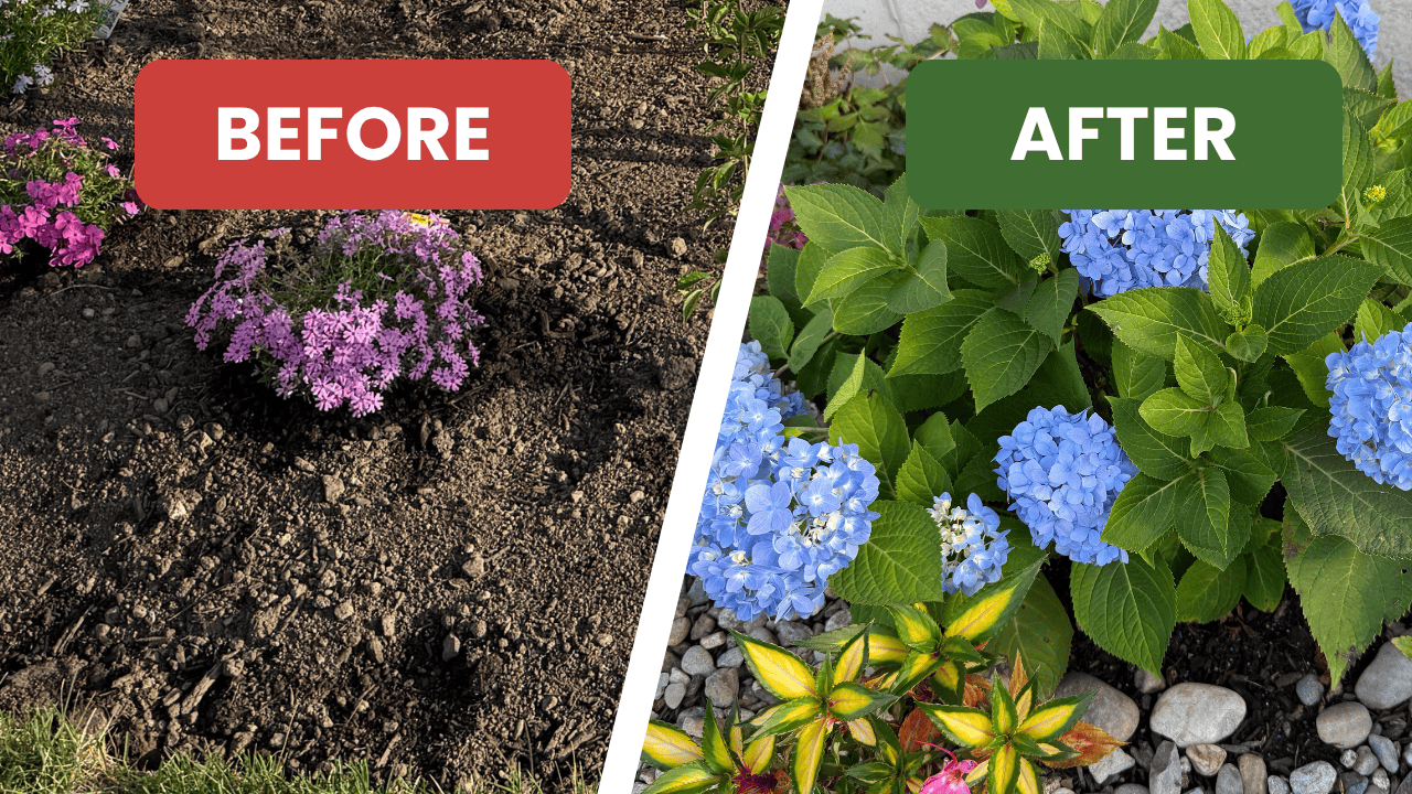 Side-by-side before and after photo of a garden makeover showing sparse soil with small flowers on the left and lush blue hydrangeas and colorful plants on the right. Labels read ‘Before’ and ‘After.’